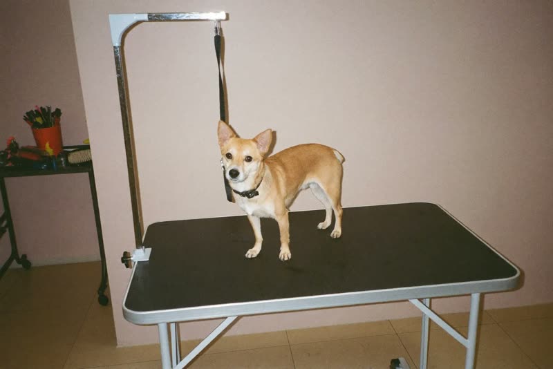 A dog on the grooming table in a tidy salon
