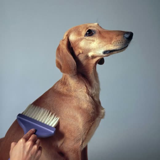 A long-coated dog being brushed out